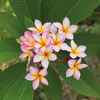 Plumeria 