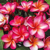 Plumeria 
