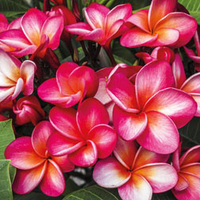 Plumeria 