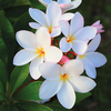 Plumeria 
