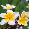 Plumeria 