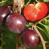Pluot 