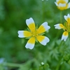 Poached Eggs Plant(Start-A-Garden™ Range)