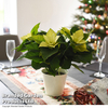 Poinsettia 