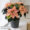 Poinsettia 