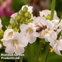 Polemonium caeruleum 