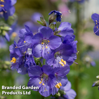 Polemonium caeruleum