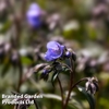 Polemonium 