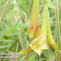 Polemonium pauciflorum 