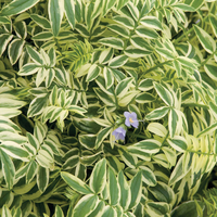 Polemonium reptans 