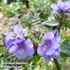 Polemonium yezoense 