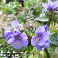 Polemonium yezoense 