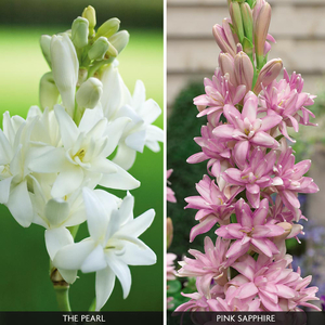 Polianthes 