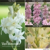 Polianthes 