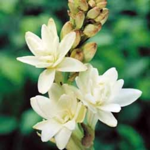 Polianthes tuberosa - 10 bulbs