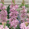 Polianthes tuberosa 