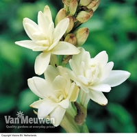 Polianthes tuberosa 