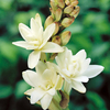 Polianthes tuberosa 