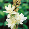 Polianthes tuberosa