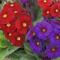 Polyanthus Stella Regency Mix - 12 plug plants