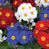 Polyanthus Union Jack Mix - 12 plug plants
