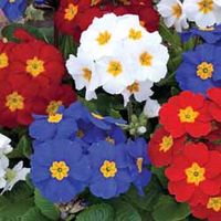 Polyanthus Union Jack Mix - 12 plug plants