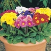 Polyanthus 
