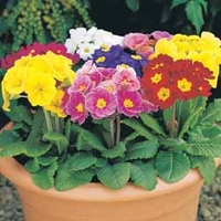 Polyanthus 