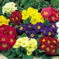 Polyanthus 
