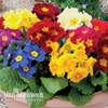 Polyanthus 