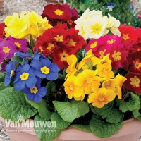 Polyanthus 
