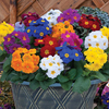 Polyanthus 