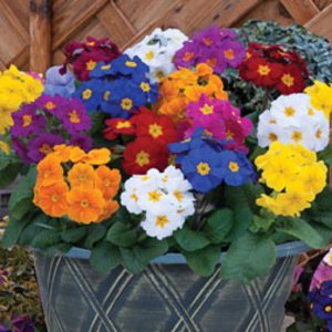 Polyanthus 