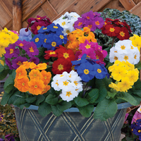 Polyanthus 