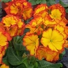 Polyanthus 
