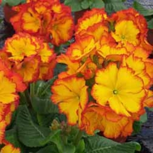Polyanthus 