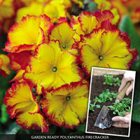Polyanthus 