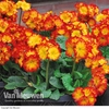 Polyanthus 