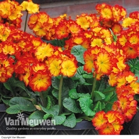 Polyanthus 