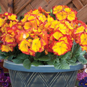 Polyanthus 