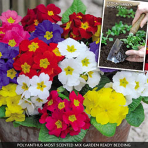 Polyanthus 