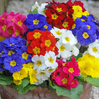 Polyanthus 