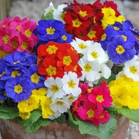 Polyanthus 
