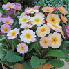 Polyanthus 
