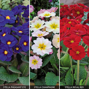 Polyanthus 