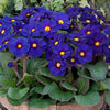 Polyanthus 