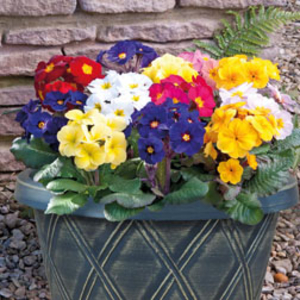 Polyanthus 