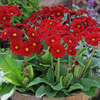 Polyanthus 