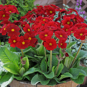 Polyanthus 