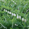 Polygonatum biflorum